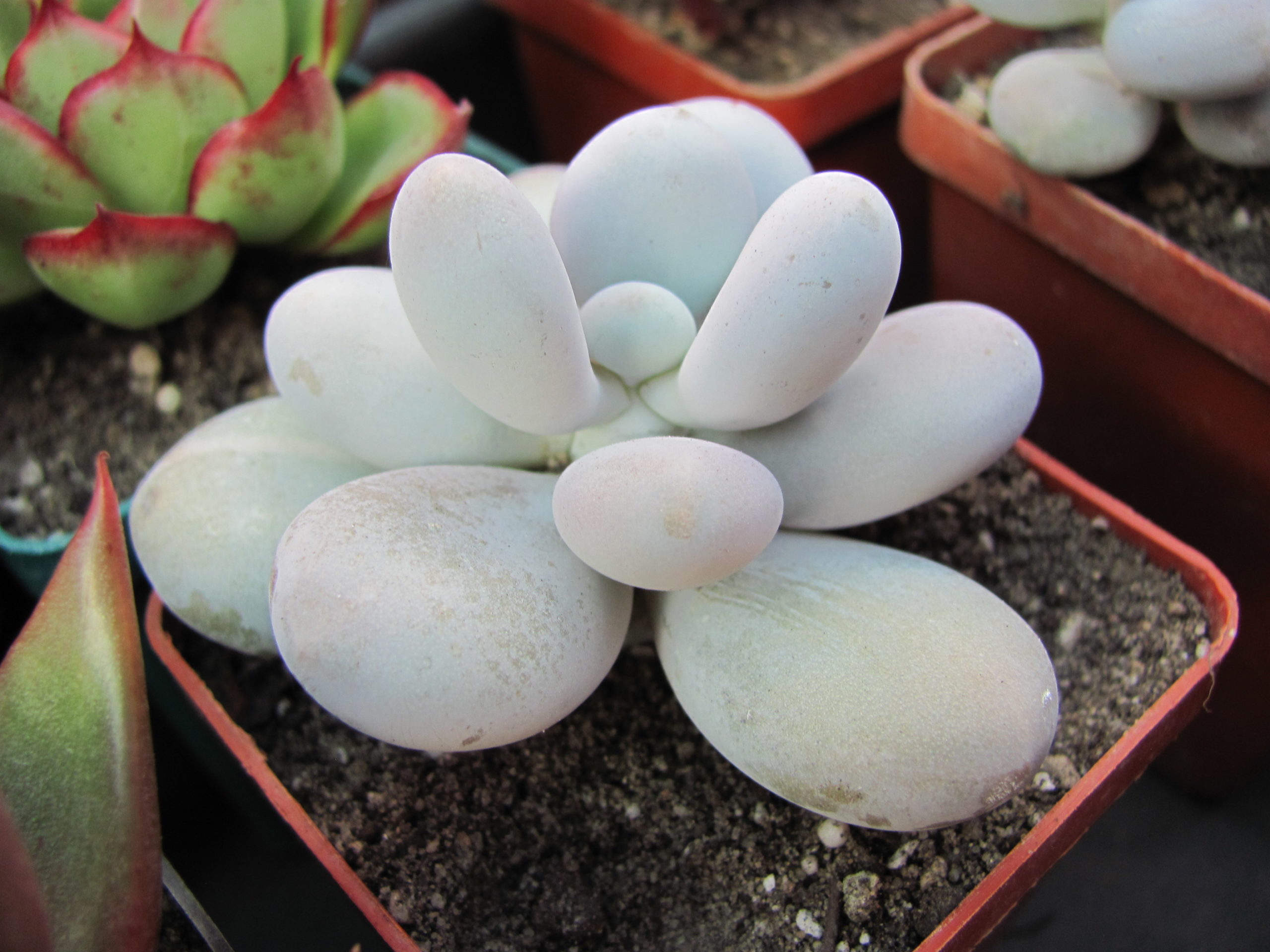 Pachyphytum oviferum