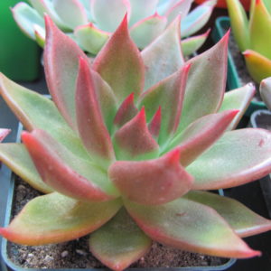Echeveria *Bronze Beauty*