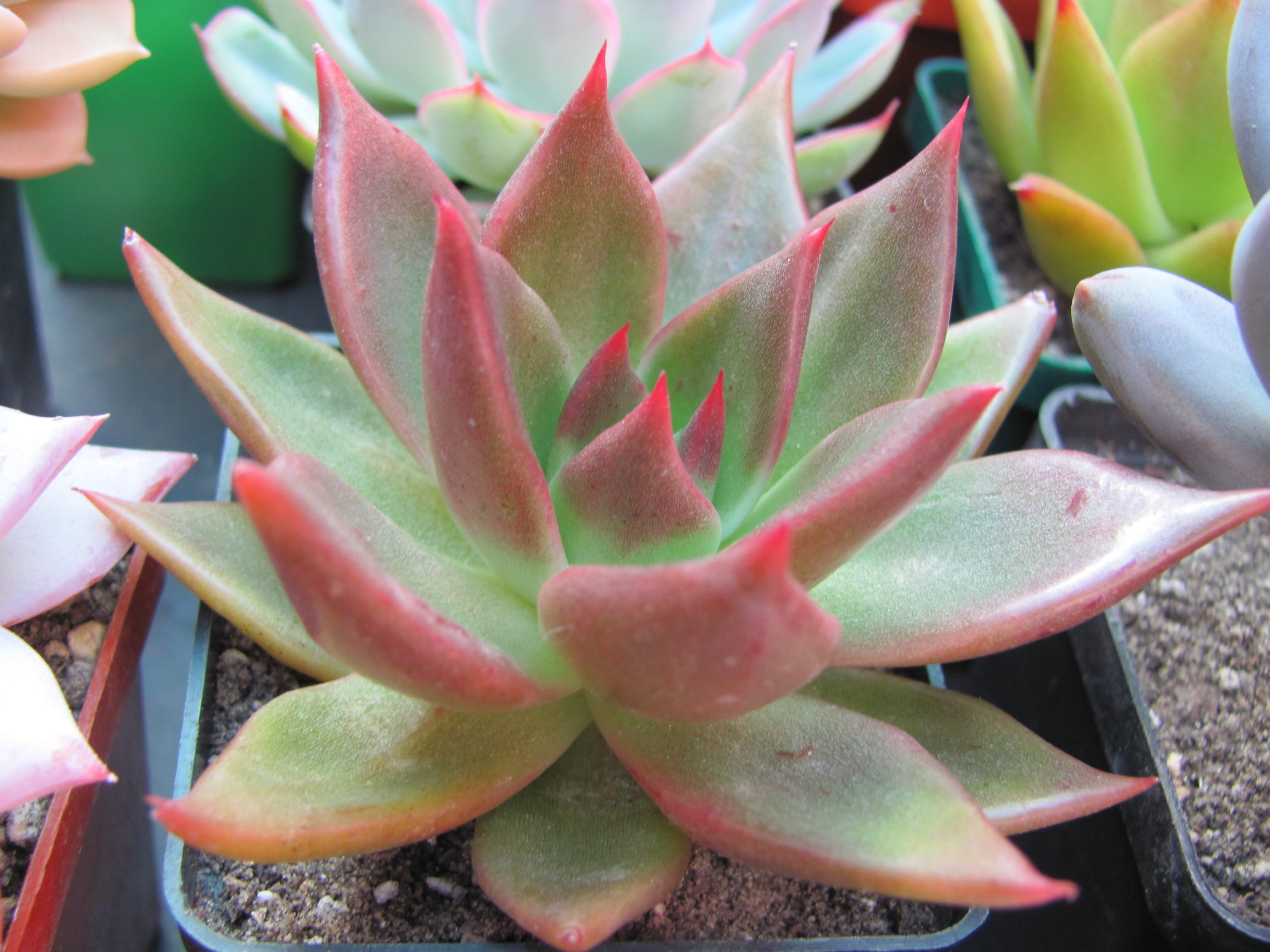 Echeveria *Bronze Beauty*
