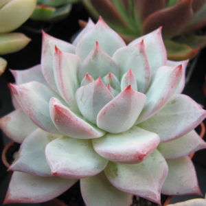 Echeveria   Blue Bird