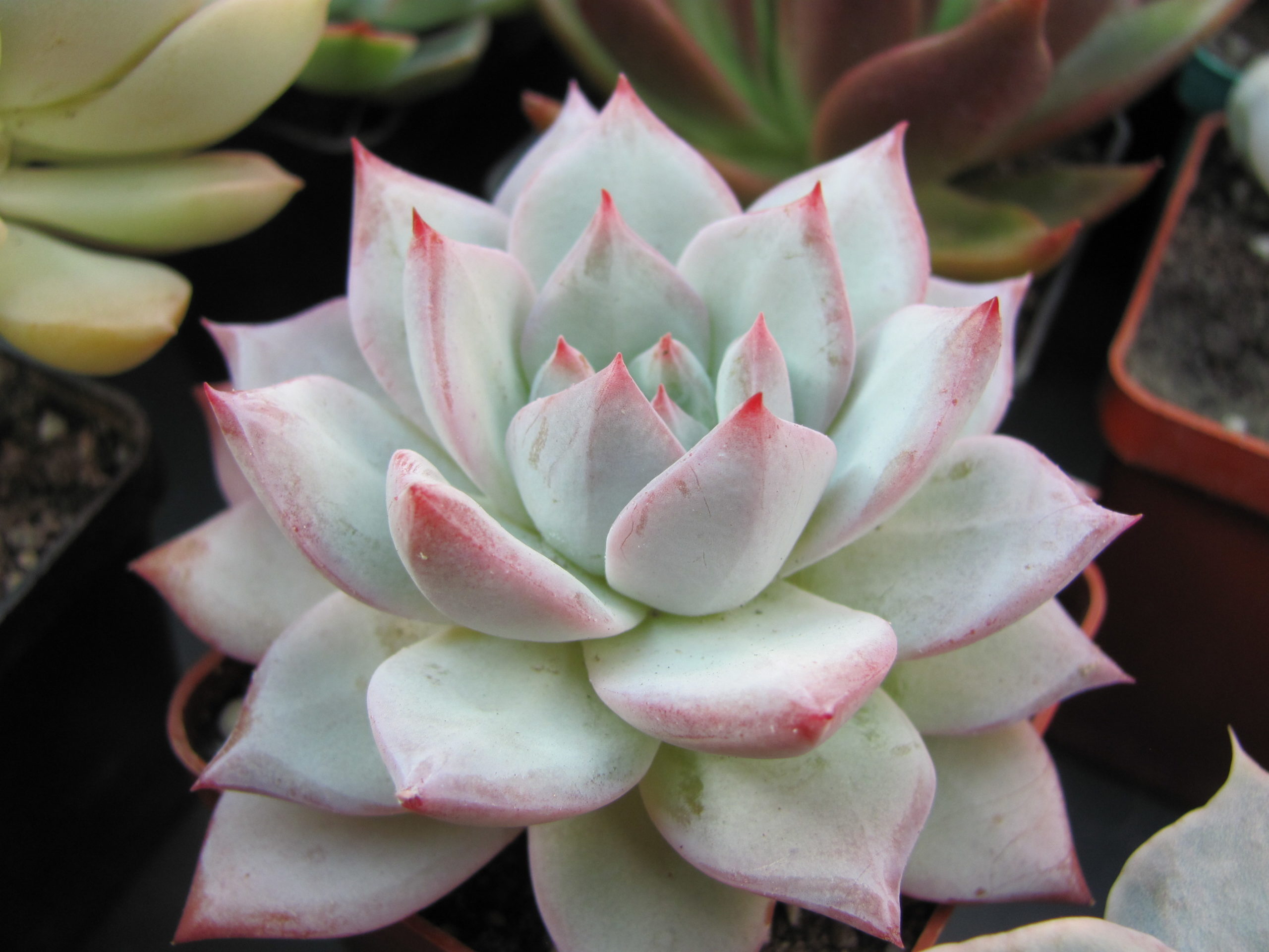 Echeveria   Blue Bird