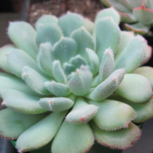 Echeveria  *Comet*