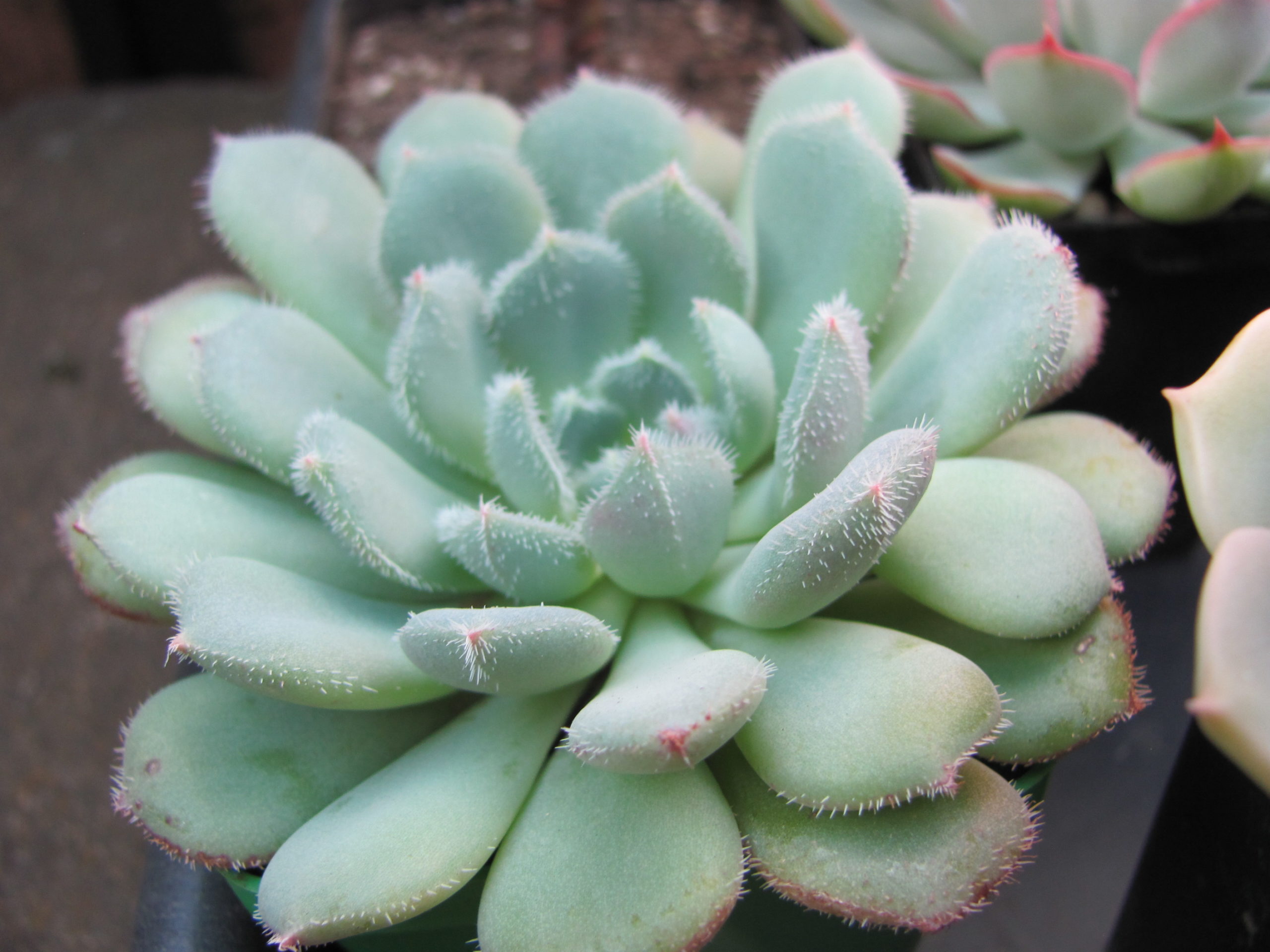 Echeveria  *Comet*