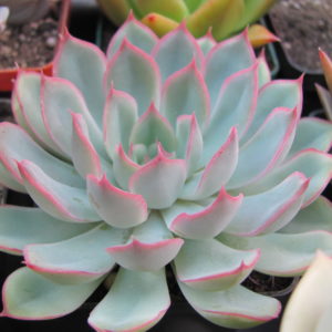 Echeveria  Orion