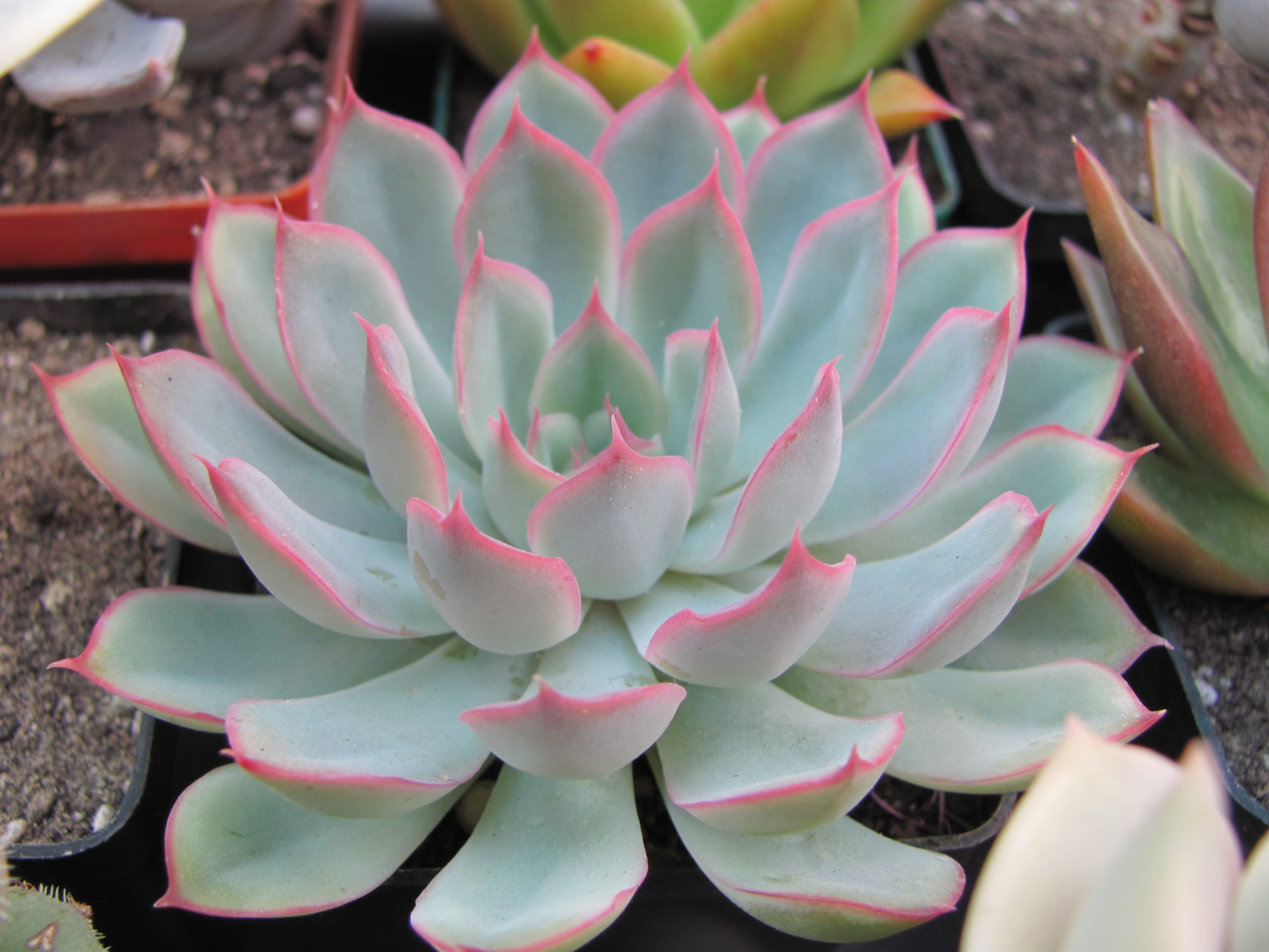 Echeveria  Orion