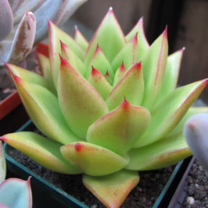 Echeveria  agavoides *Lipstik*