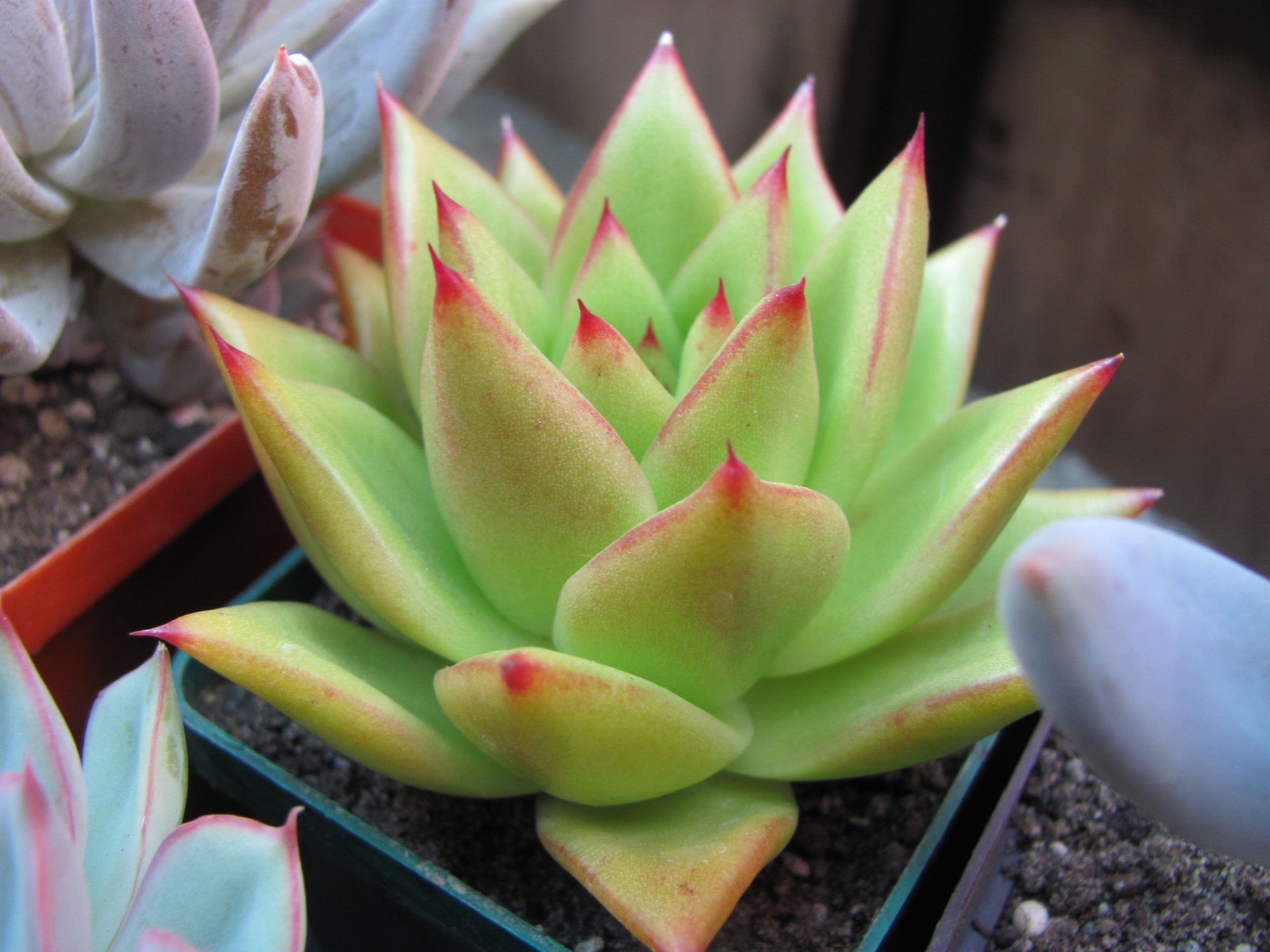 Echeveria  agavoides *Lipstik*