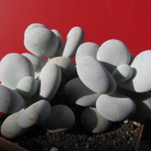 Pachyphytum oviferum   3 разом