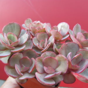Echeveria Suyon