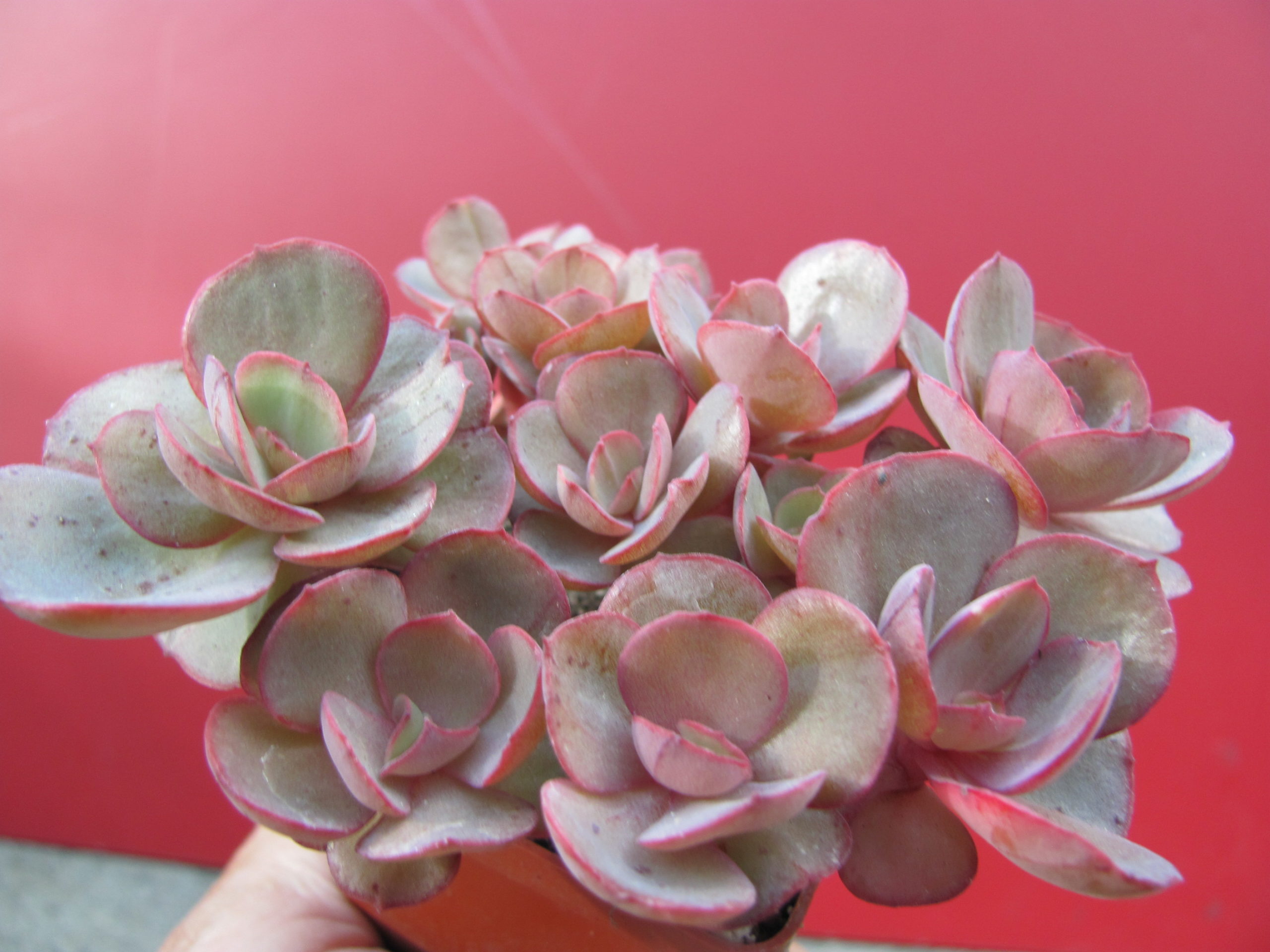 Echeveria Suyon