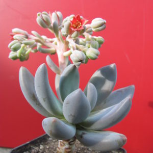 Pachyveria fittkaui