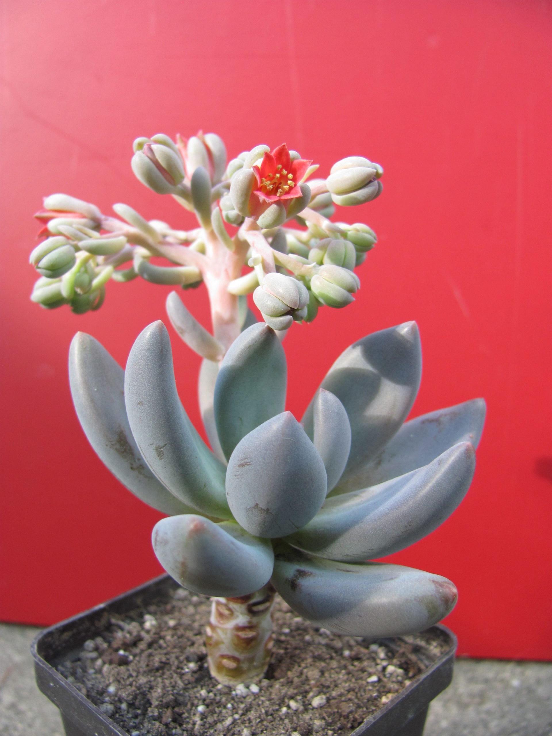 Pachyveria fittkaui