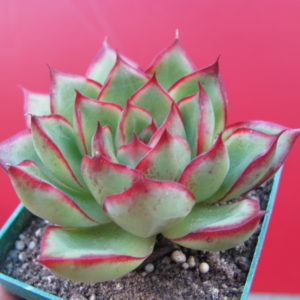 Echeveria