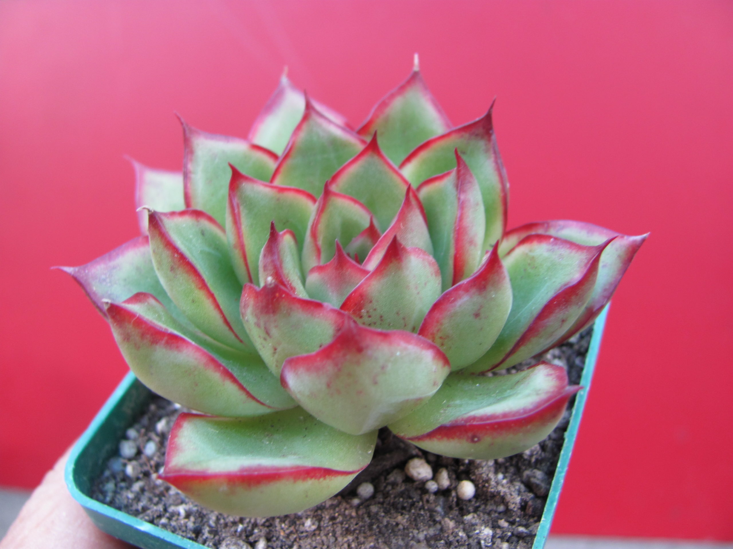 Echeveria