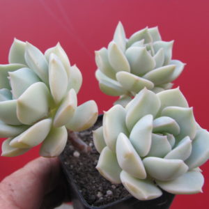 Echeveria Titubans   3 разом