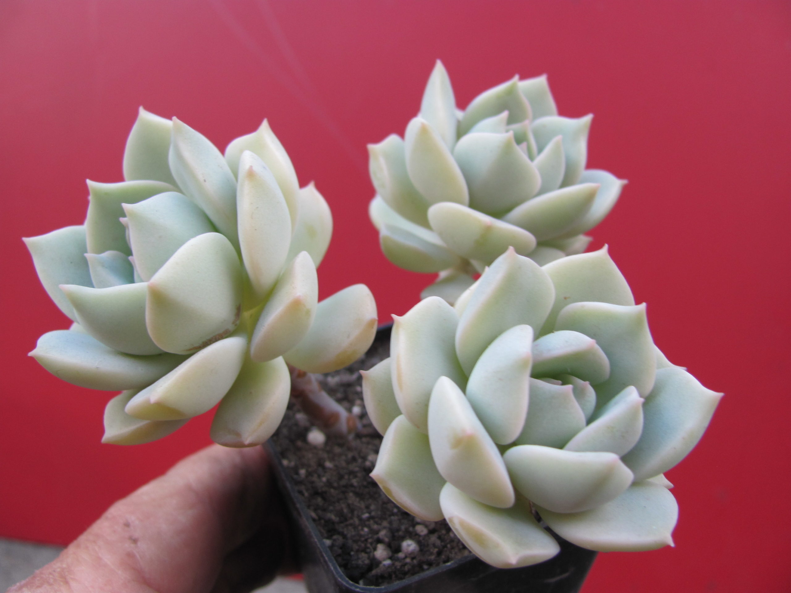 Echeveria Titubans   3 разом