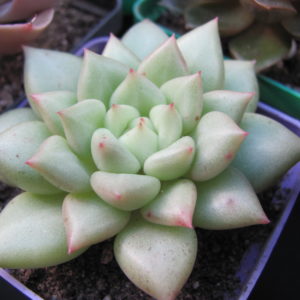 Echeveria   Van Keppel