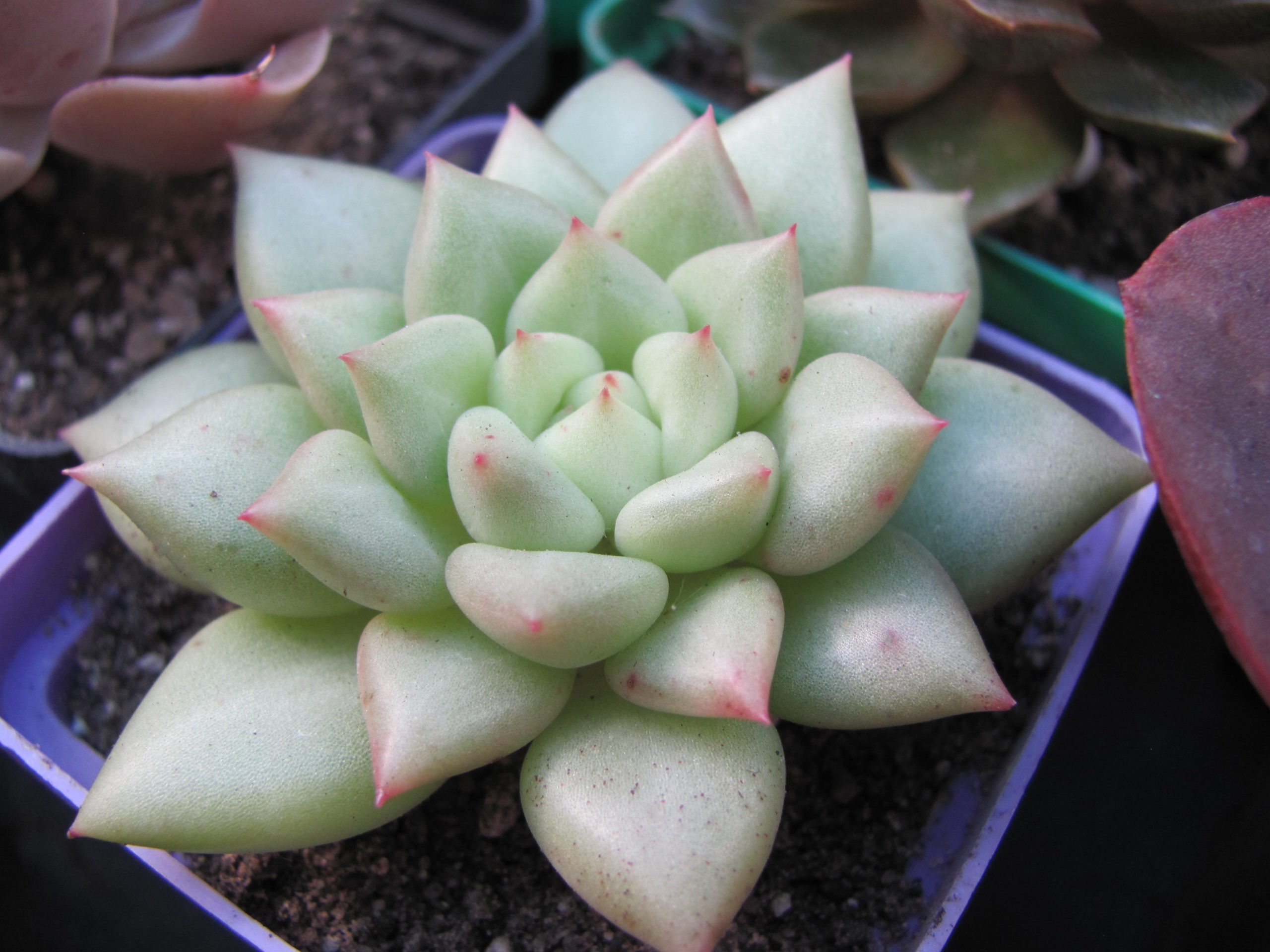 Echeveria   Van Keppel