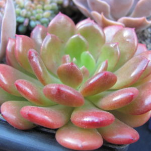 Echeveria *Fantasia Carol*