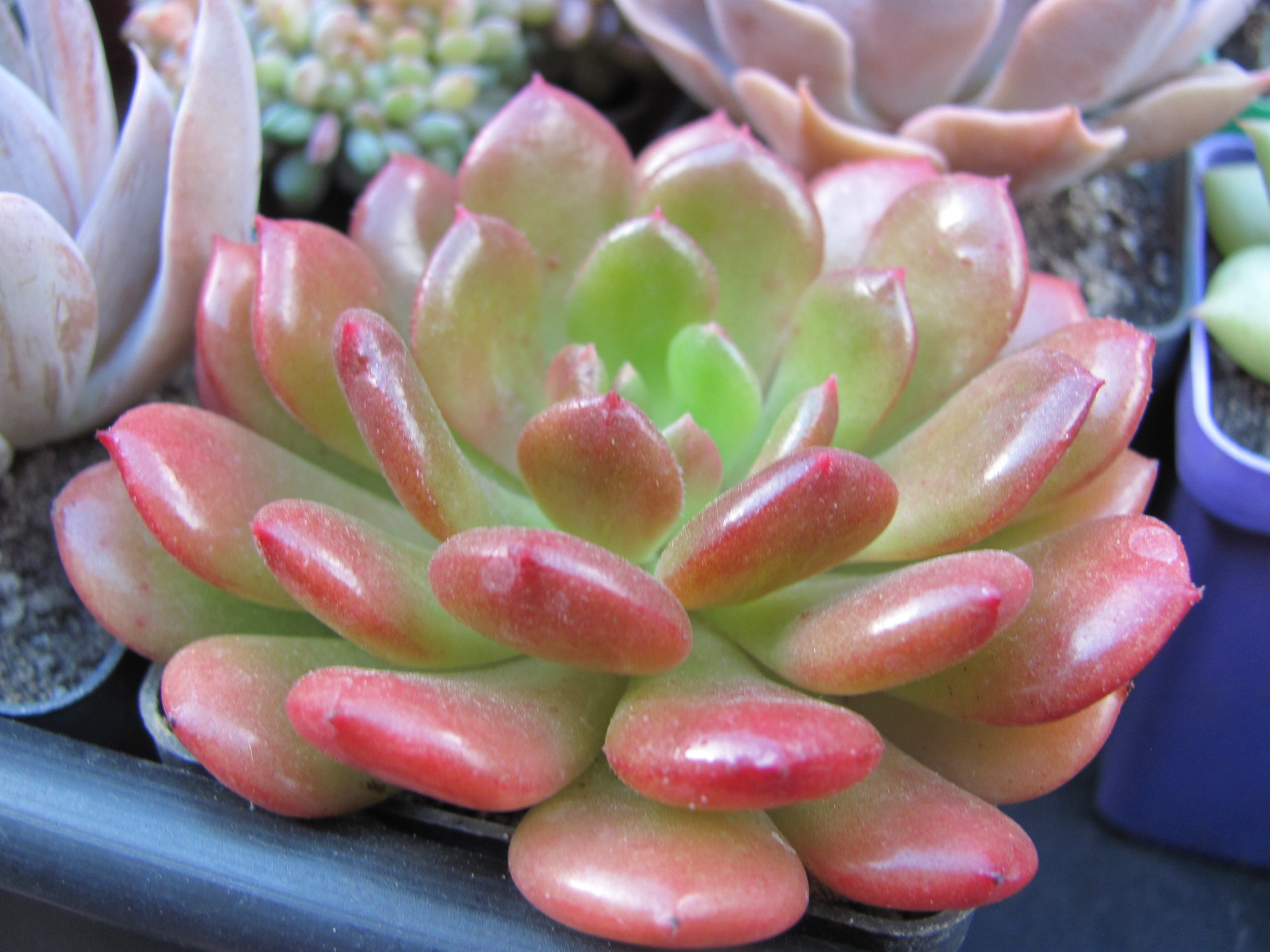 Echeveria *Fantasia Carol*
