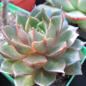 Echeveria  *Yamatomini*