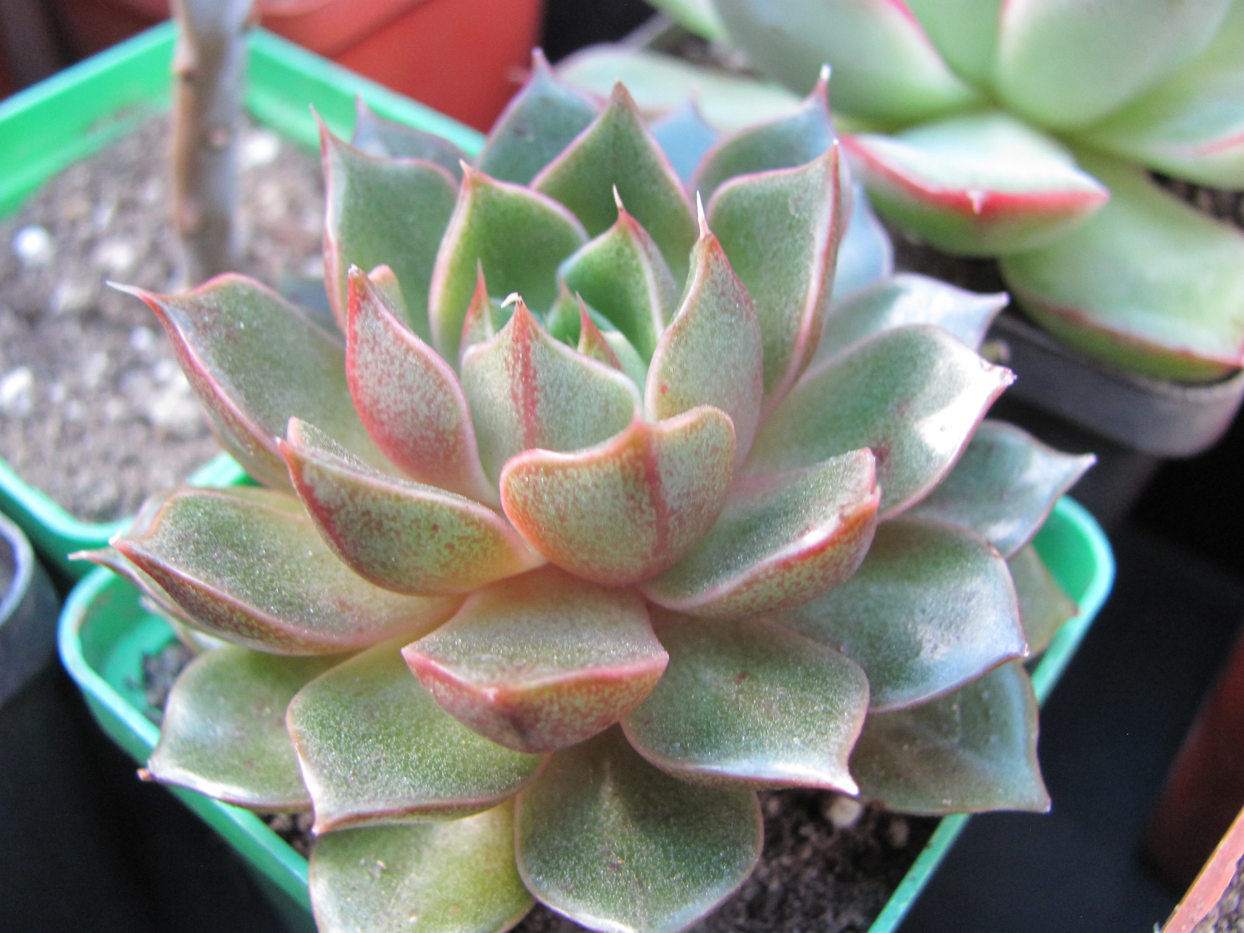 Echeveria  *Yamatomini*