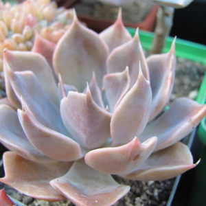 Echeveria Linda Jane