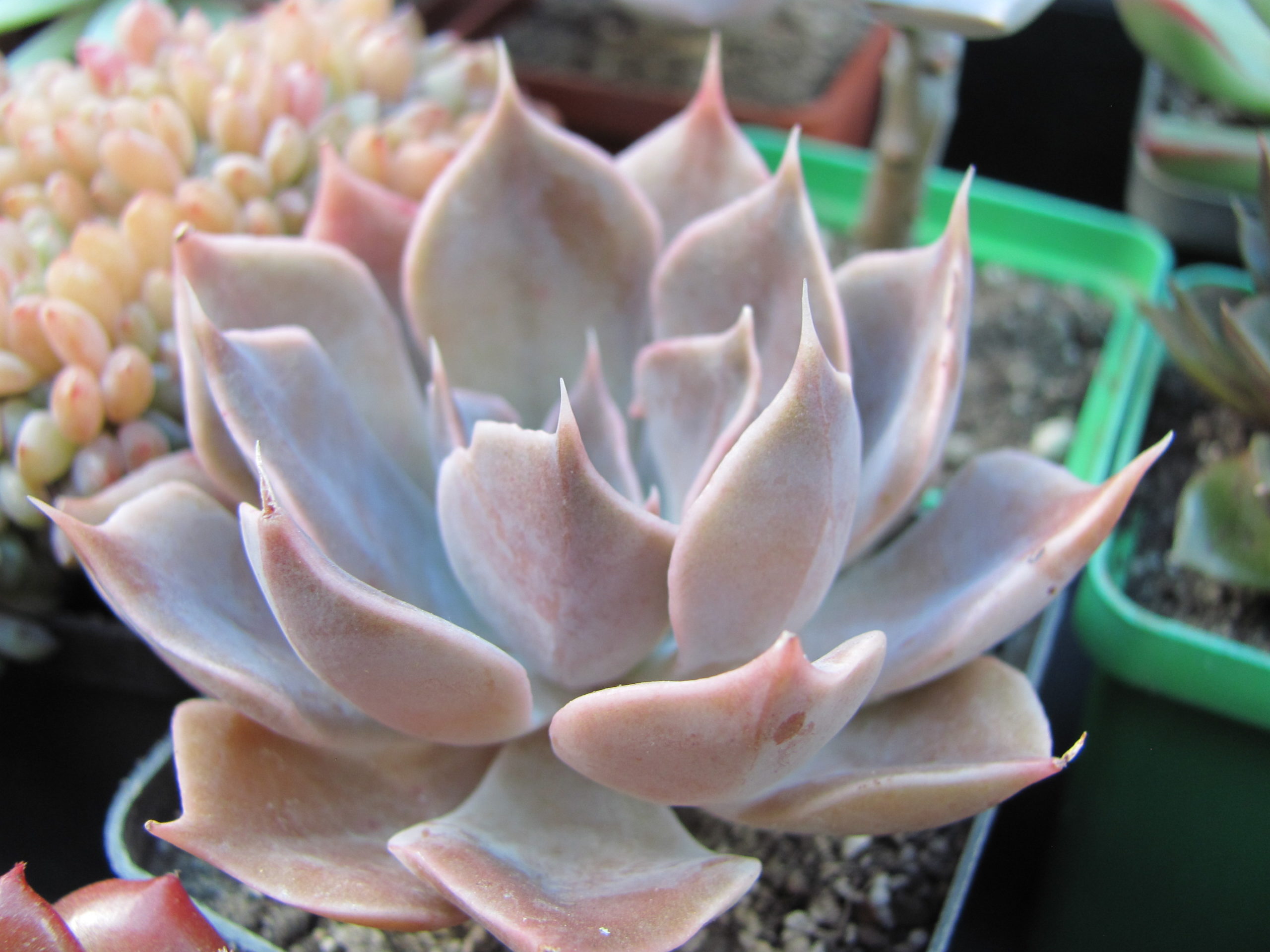 Echeveria Linda Jane