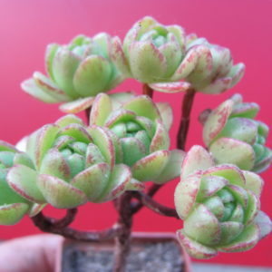 Aeonium sedifolium hybr.