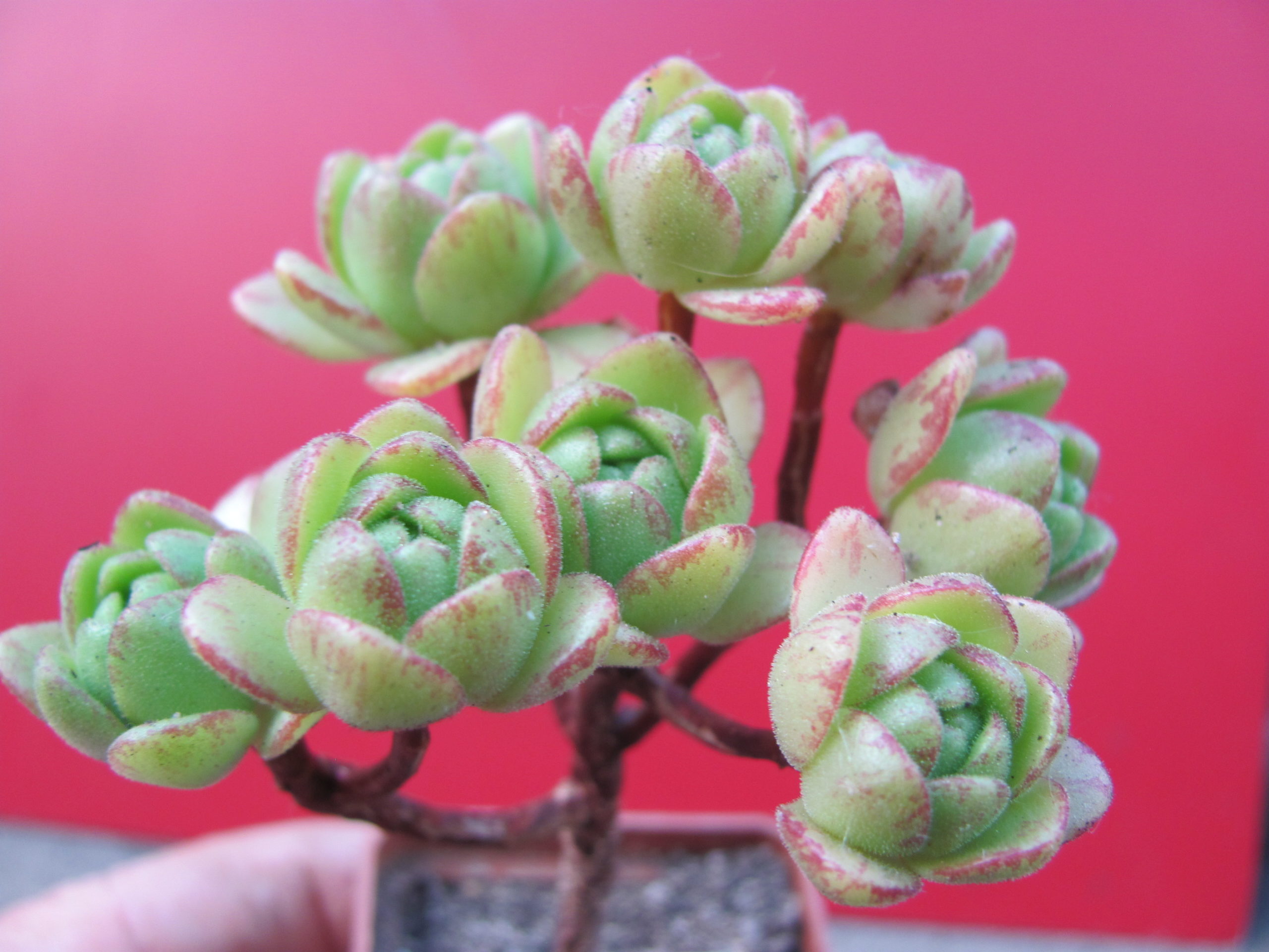 Aeonium sedifolium hybr.