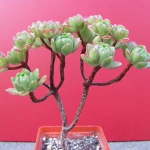 Aeonium sedifolium hybr.