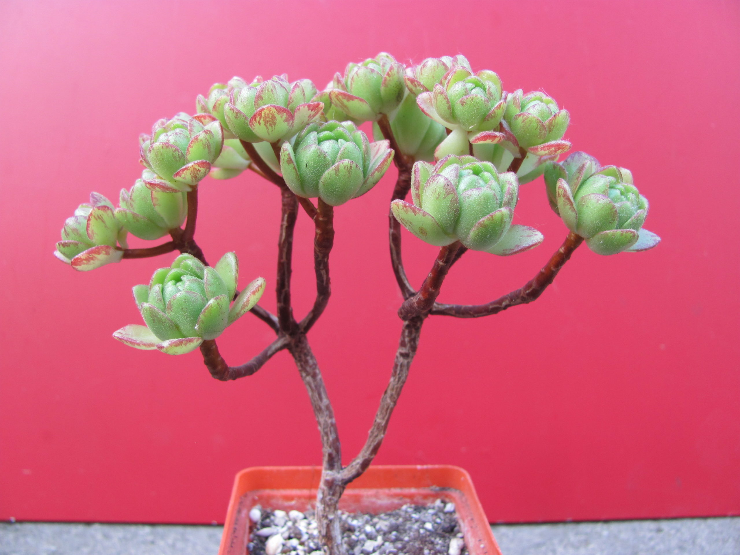 Aeonium sedifolium hybr.