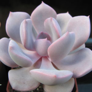 Echeveria Debbie