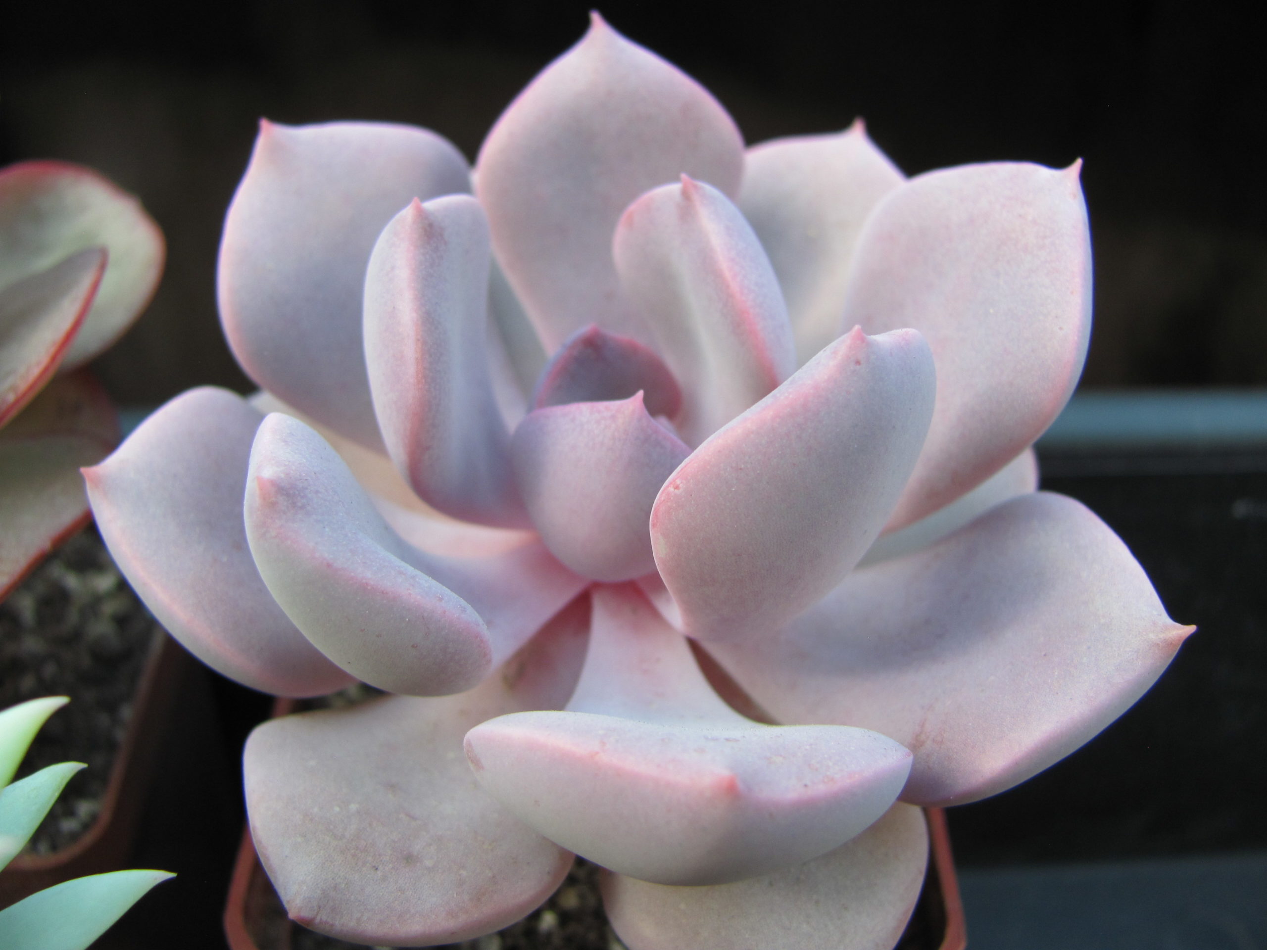 Echeveria Debbie
