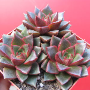 Echeveria purpusorum Red   3 разом