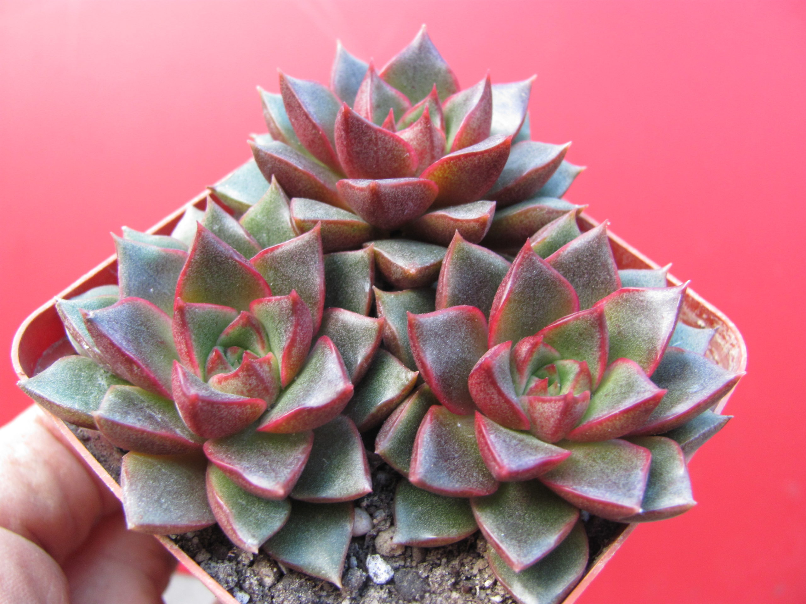 Echeveria purpusorum Red   3 разом