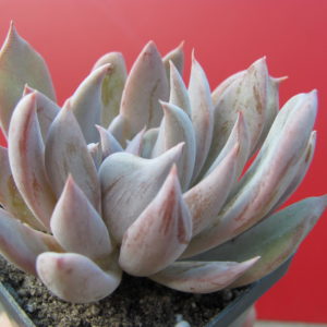 Echeveria craigiana  Chihuahua