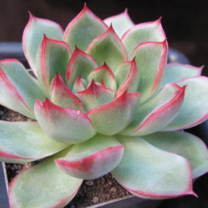 Echeveria