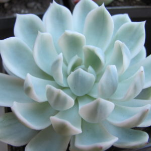 Echeveria *Royal Chrysanthemum*  variegata