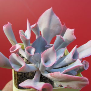 Echeveria Trumpet Pinky
