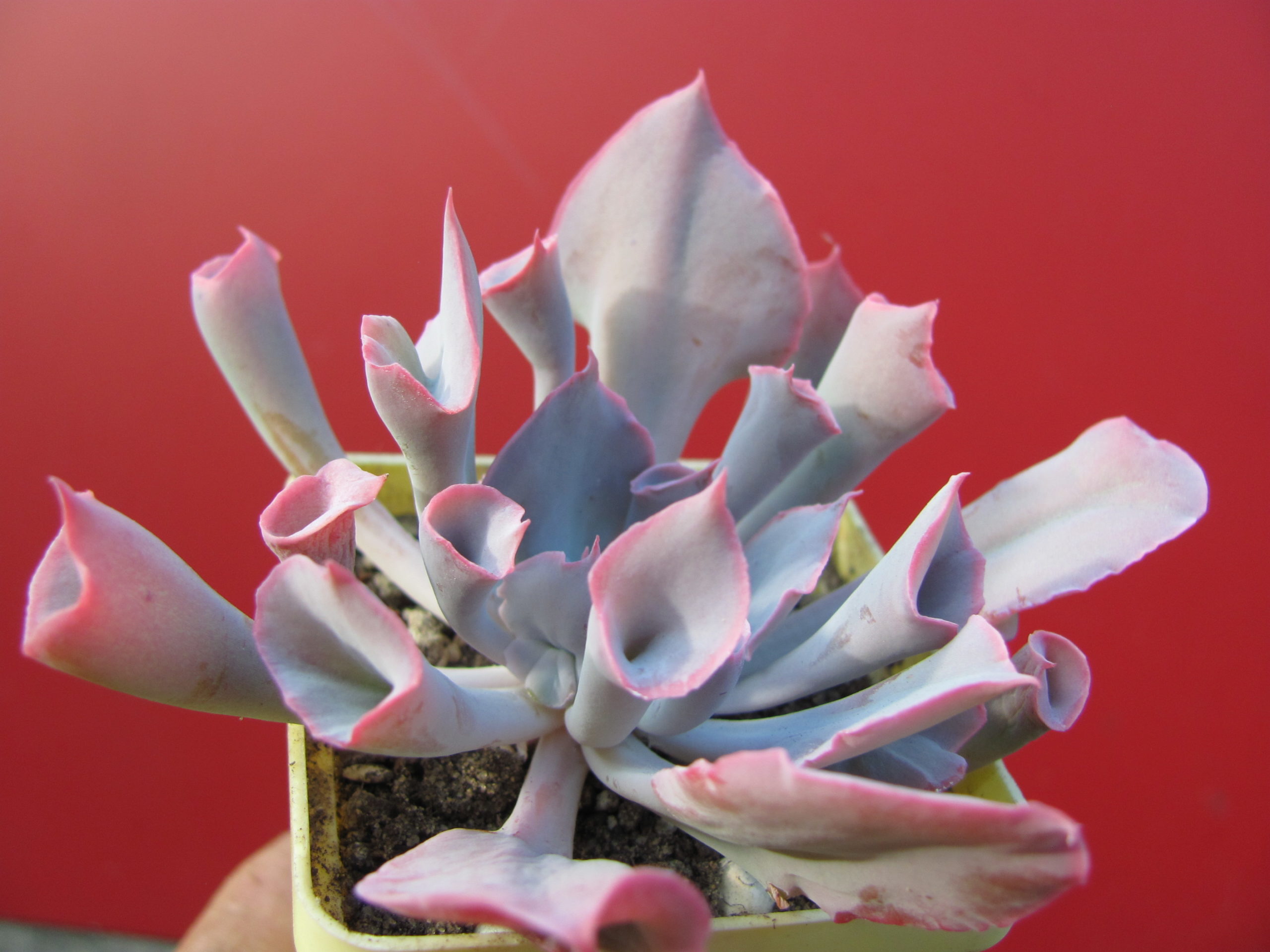 Echeveria Trumpet Pinky