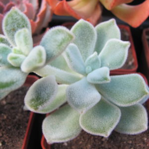 Echeveria Frosty