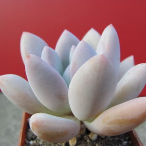 Pachyveria Opalina