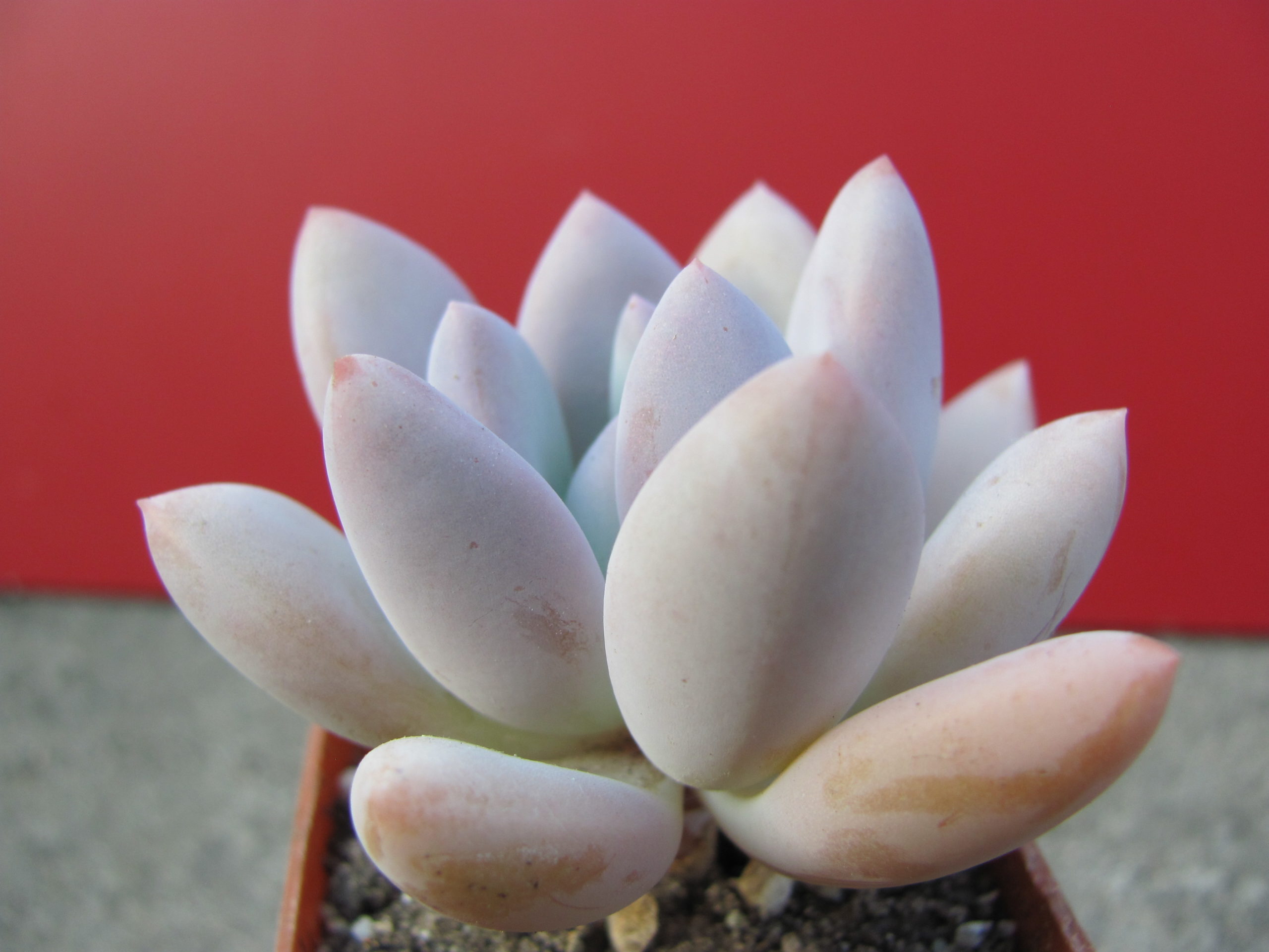 Pachyveria Opalina