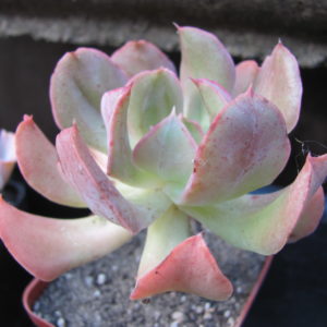 Echeveria Dark Vader