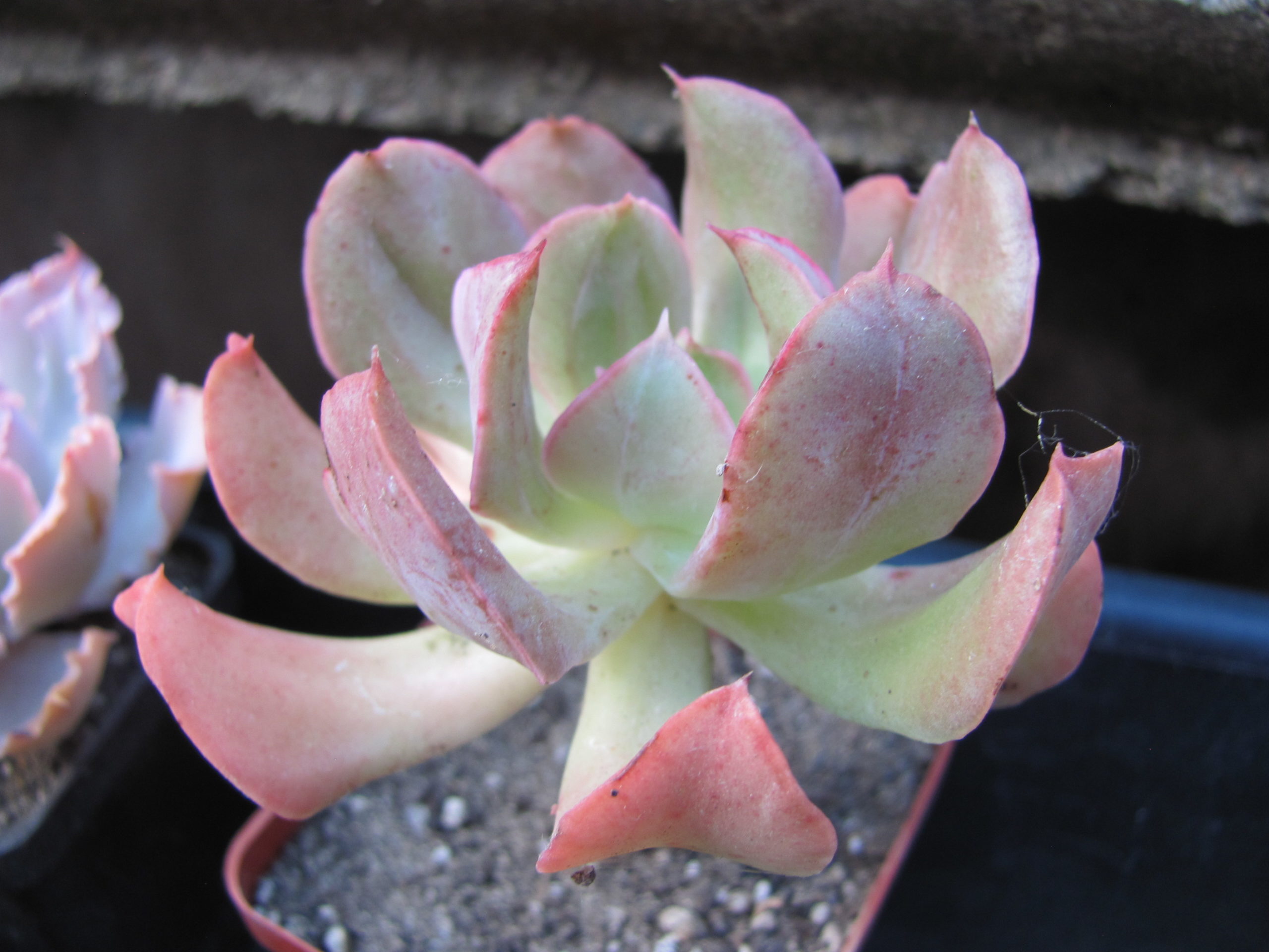 Echeveria Dark Vader