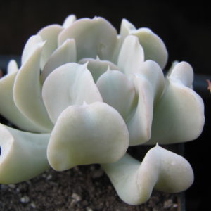 Echeveria Tompsy Turvy