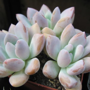 Pachyveria  Opalina     3 разом