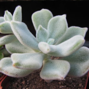 Echeveria Frosty