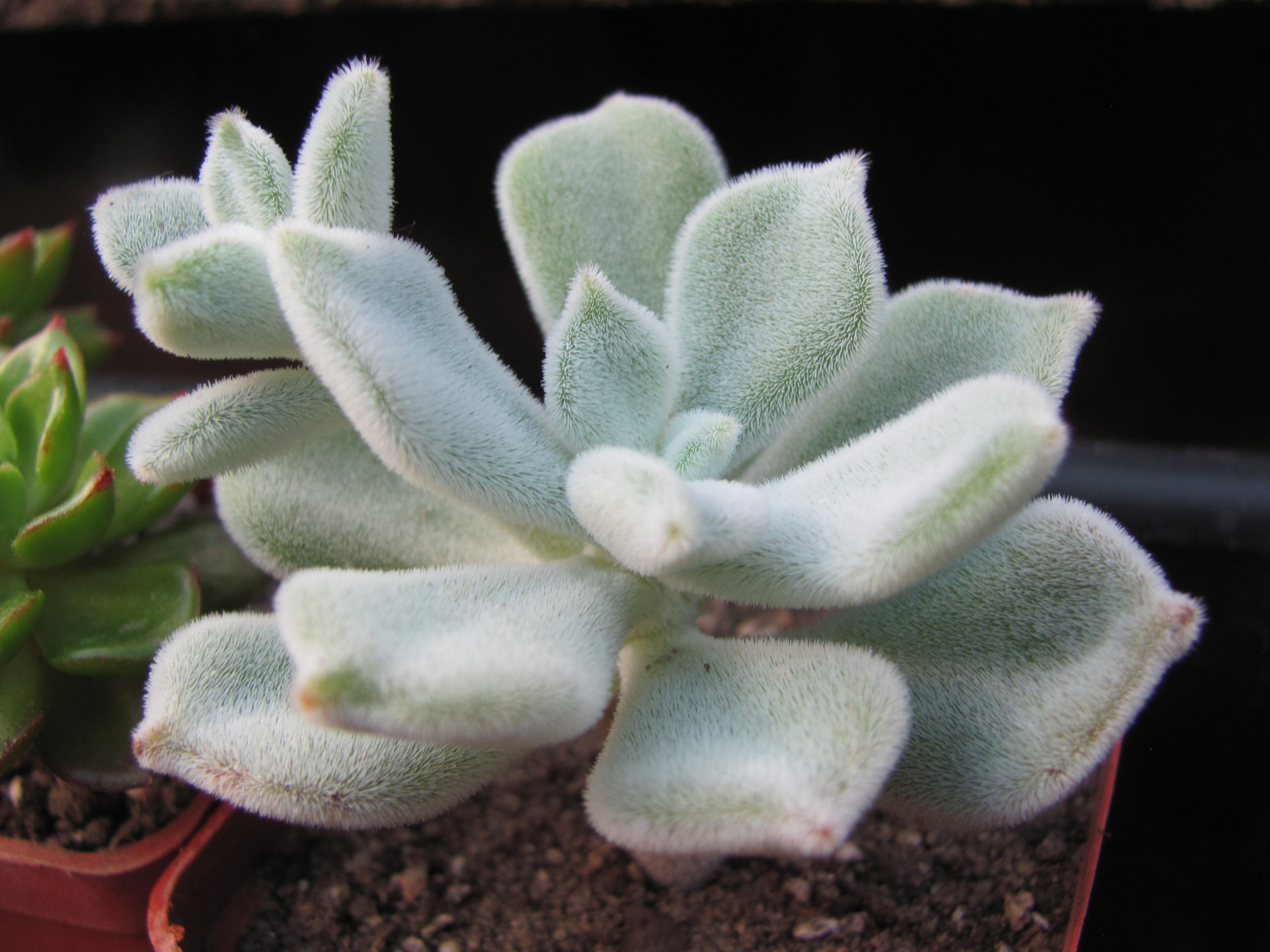 Echeveria Frosty